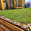 A vibrant green roof garden bordered by smooth river stones, framed by a wooden ledge, with modern metallic and glass buildings in the background.